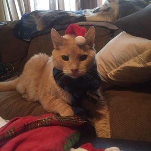 Meet your Posher, Niki